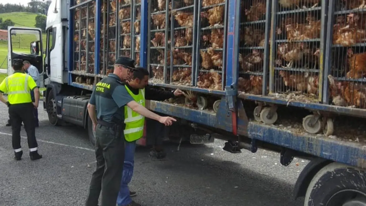 Agentes de la Guardia Civil inspeccionan el cami&oacute;n que transportaba 8.000 gallinas en Hoznayo