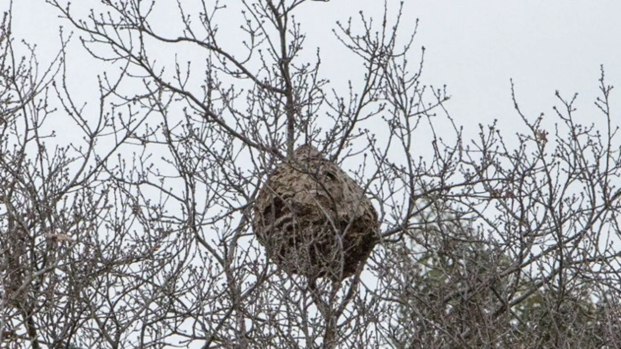Nido de avispa asi&aacute;tica