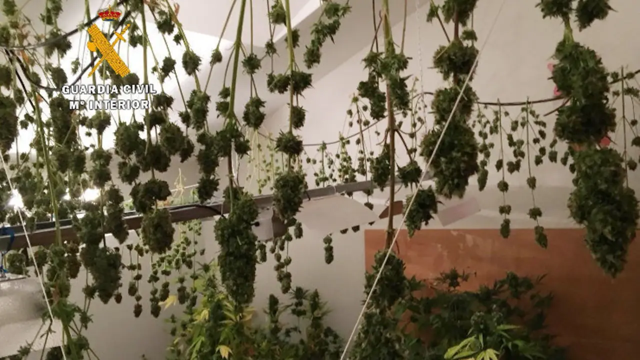 Plantaci&oacute;n de mairhuana desmantelada en San Miguel de Meruelo