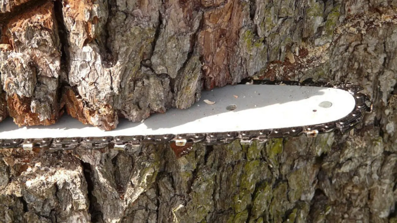 El hombre estaba talando &aacute;rboles