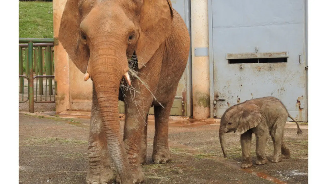 Elefante africano en Cab&aacute;rceno
