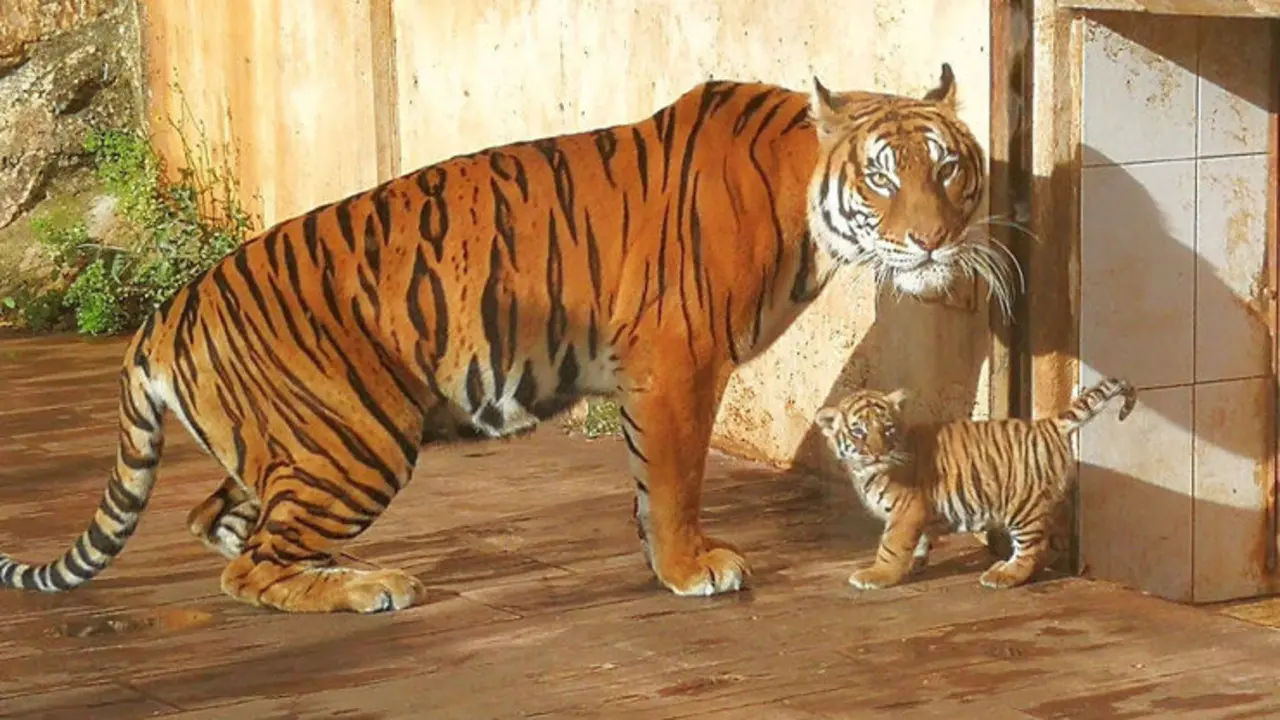 La-cr&iacute;a-de-tigre-de-Bengala