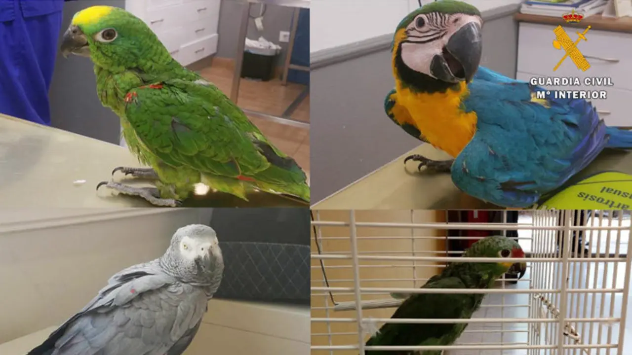 P&aacute;jaros-ex&oacute;ticos-en-peligro