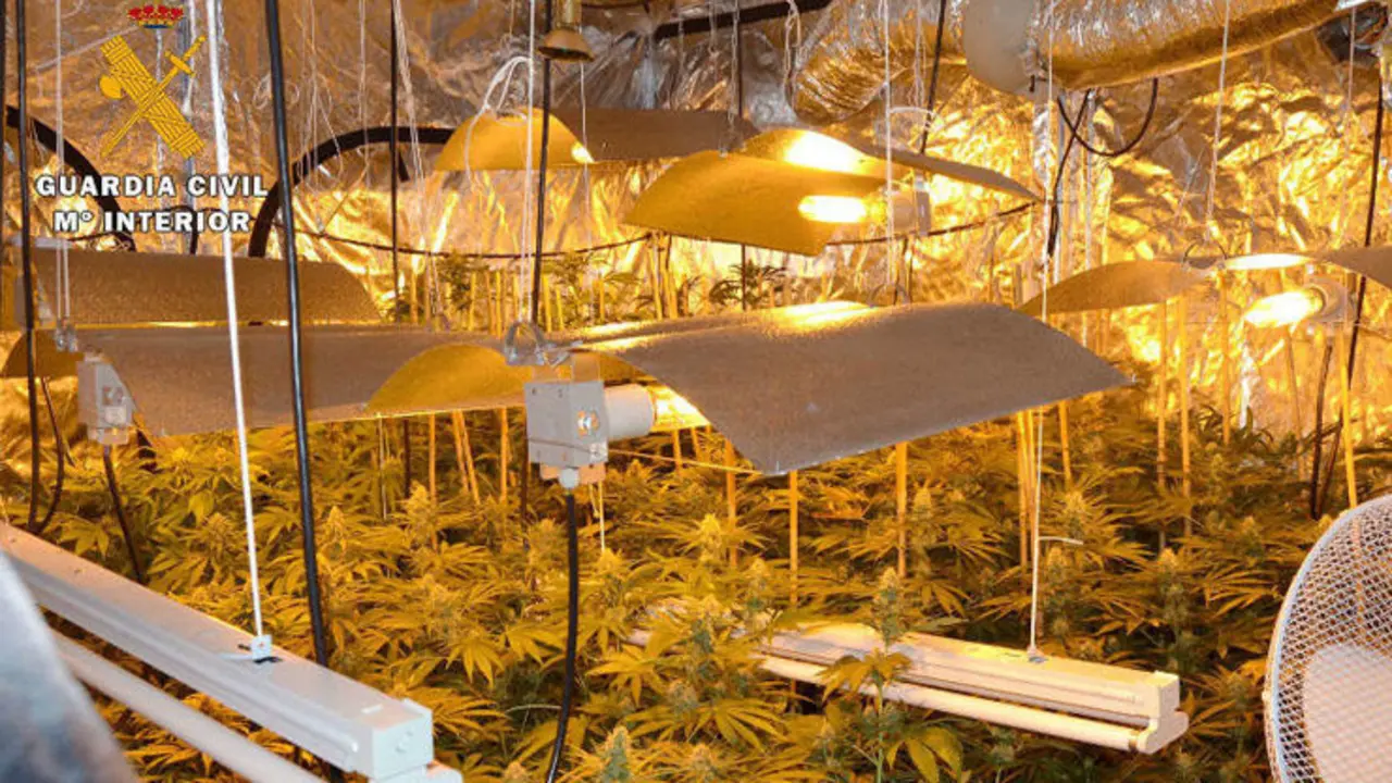Plantaci&oacute;n indoor de marihuana