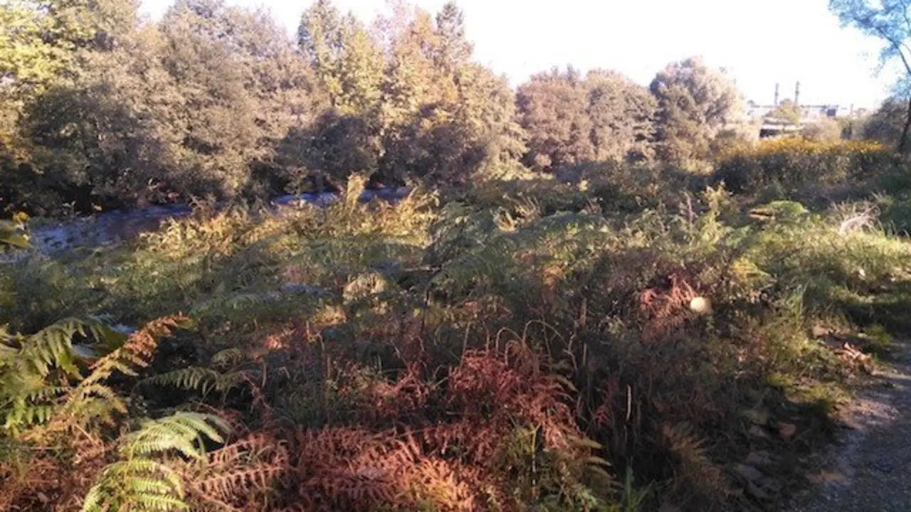 denuncia %22el abandono%22 de las %22pocas%22 zonas verdes de la ciudad