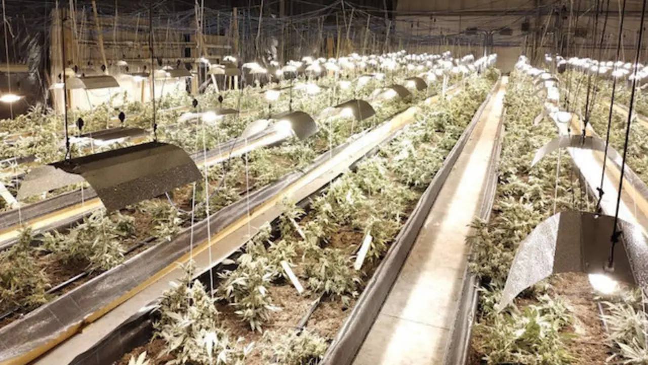 Imagen de la plantaci&oacute;n de marihuana desmantelada en San Vicente de Toranzo