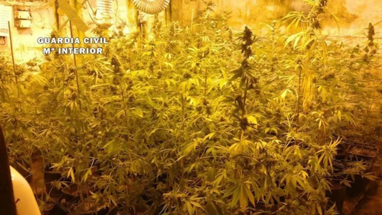 nueva plantaci&oacute;n 'indoor' de marihuana