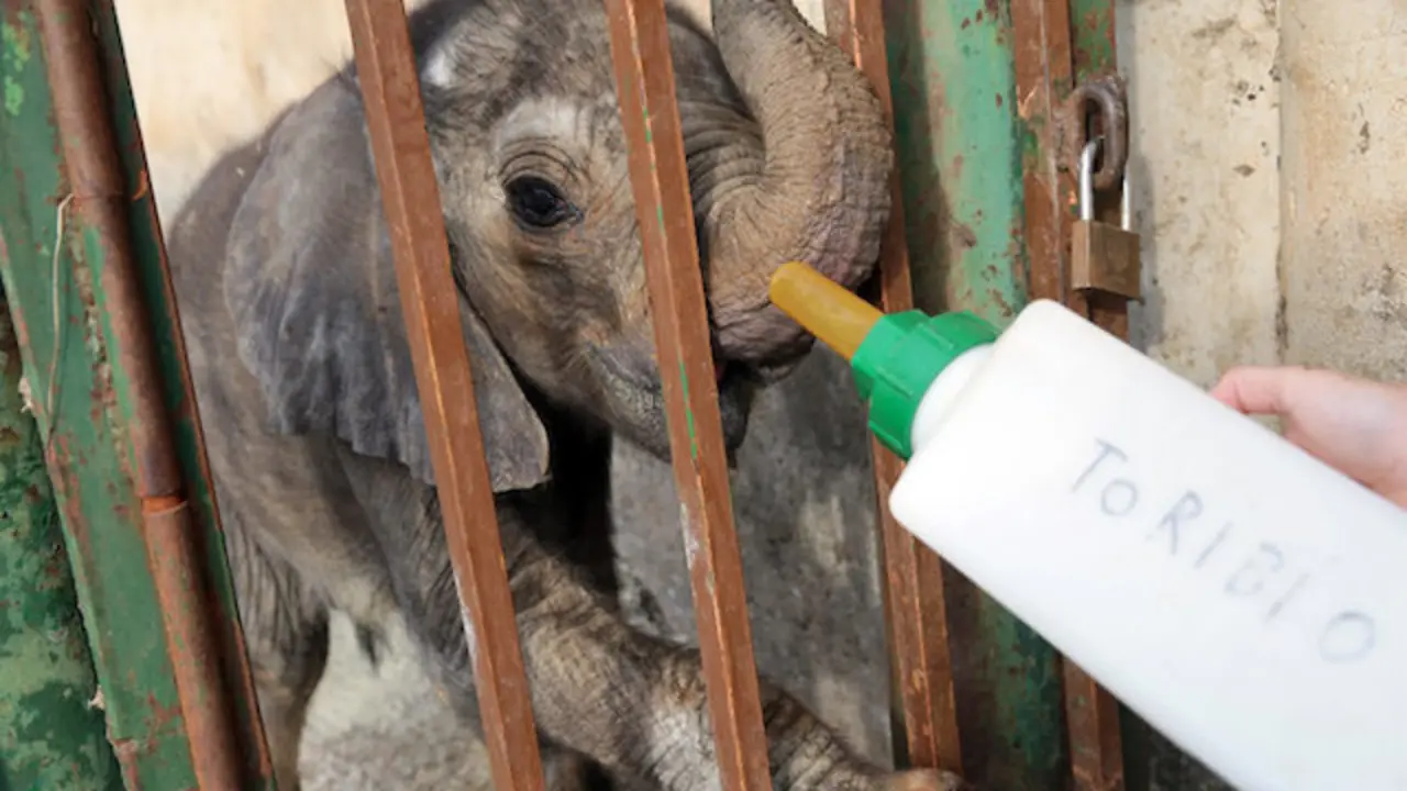 'Toribio' es el nombre del nuevo elefante de Cab&aacute;rceno