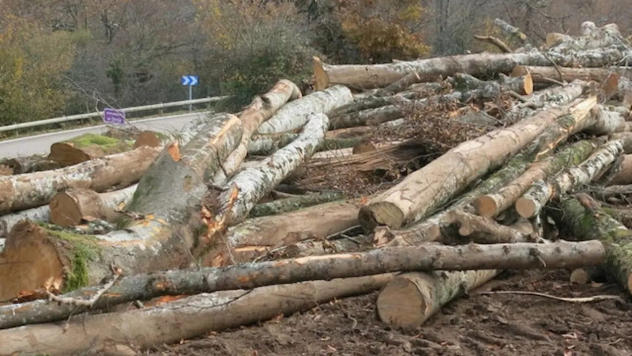 Tala de hayas en el parque Saja Besaya