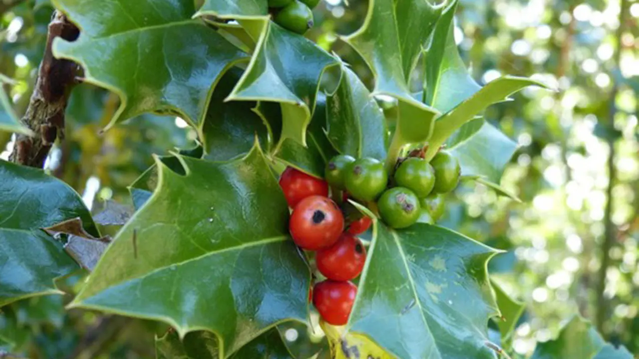 Se trata del &aacute;rbol t&iacute;pico de estas fechas