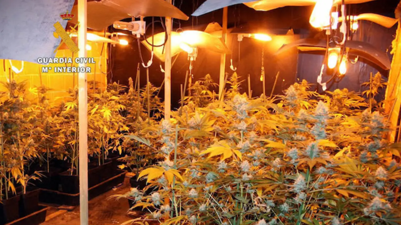Imagen de la plantaci&oacute;n de marihuana intervenida en Rubalcaba