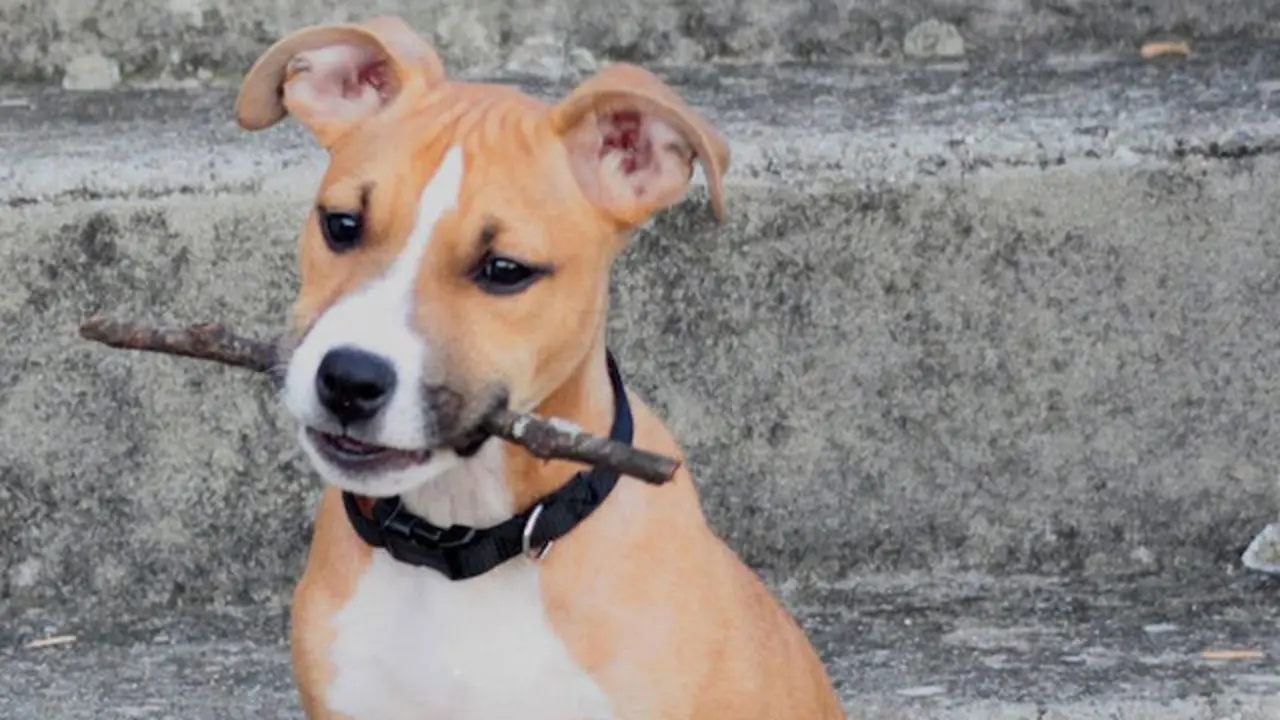 El animal presentaba heridas en el cuello | Foto- Wikipedia