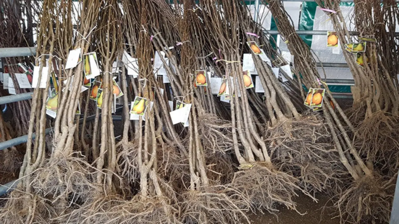 Se repartir&aacute;n distintos ejemplares