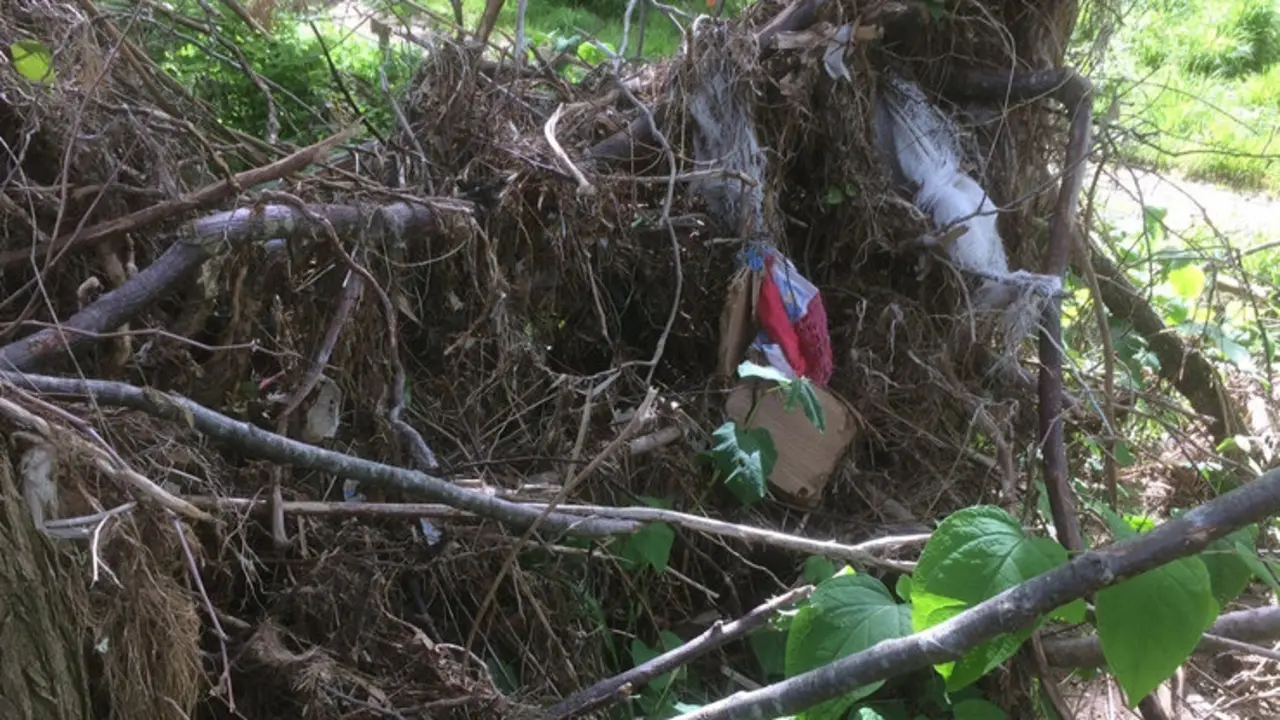 Cauces del r&iacute;o