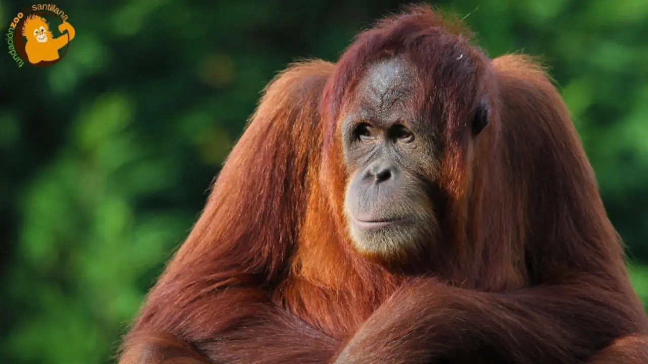 EuropaPress_1360271_Orangutana_Victoria