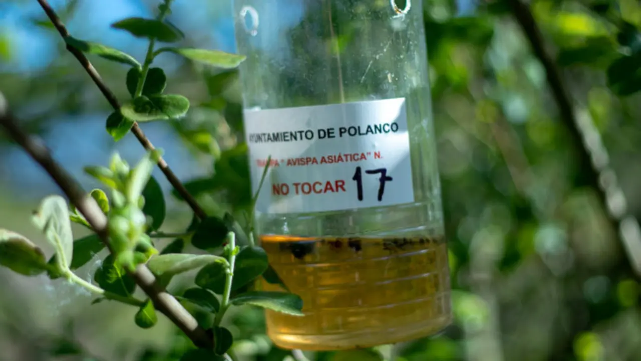 EuropaPress_2312227_Trampa_de_avispa_asi&aacute;tica