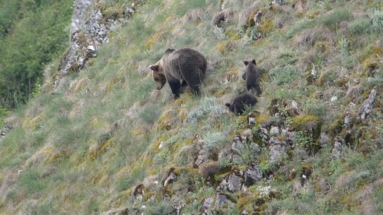 Ejemplares de oso pardo
