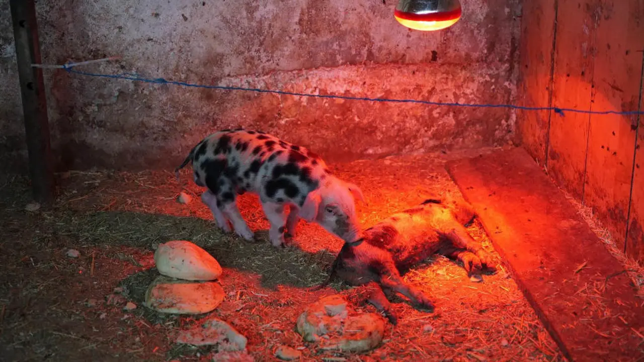 Imagen del estado de algunos de los animales de la granja | Foto: AnimaNaturalis