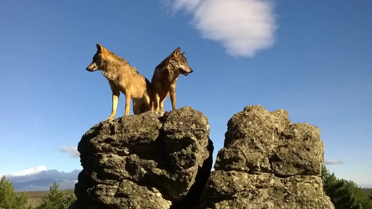 El Alto Tribunal fijar&aacute; criterio para el resto de recursos de casaci&oacute;n similares que tengan pendientes.