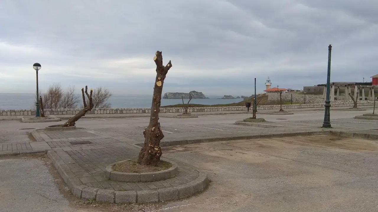 Cs condena la poda %22indiscriminada%22 de árboles en varios puntos de Suances