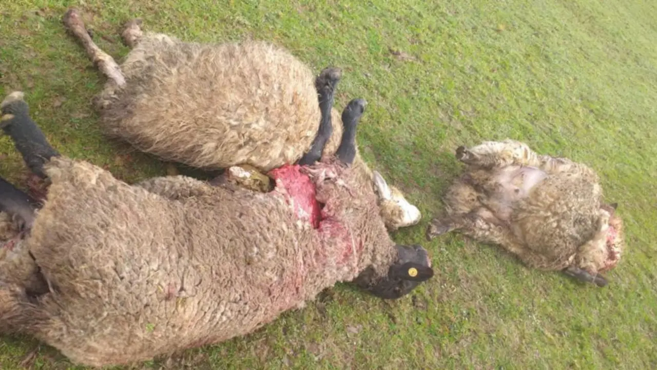 Ovejas muertas por el ataque del lobo en Treceño