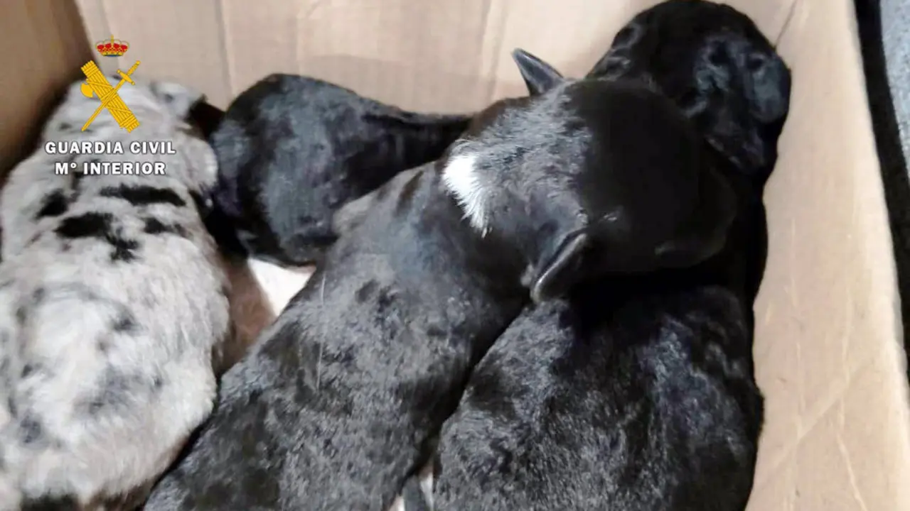Cachorros de perro encontrados en un contenedor de basura