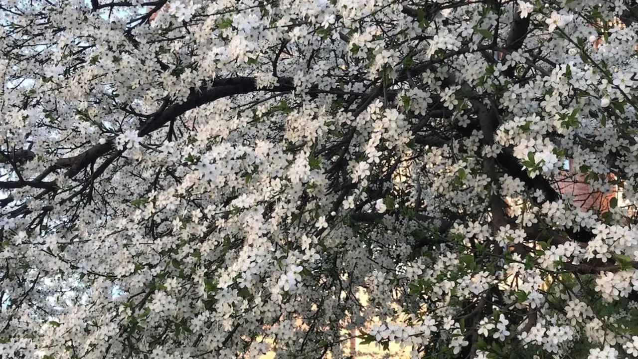 La primavera comienza