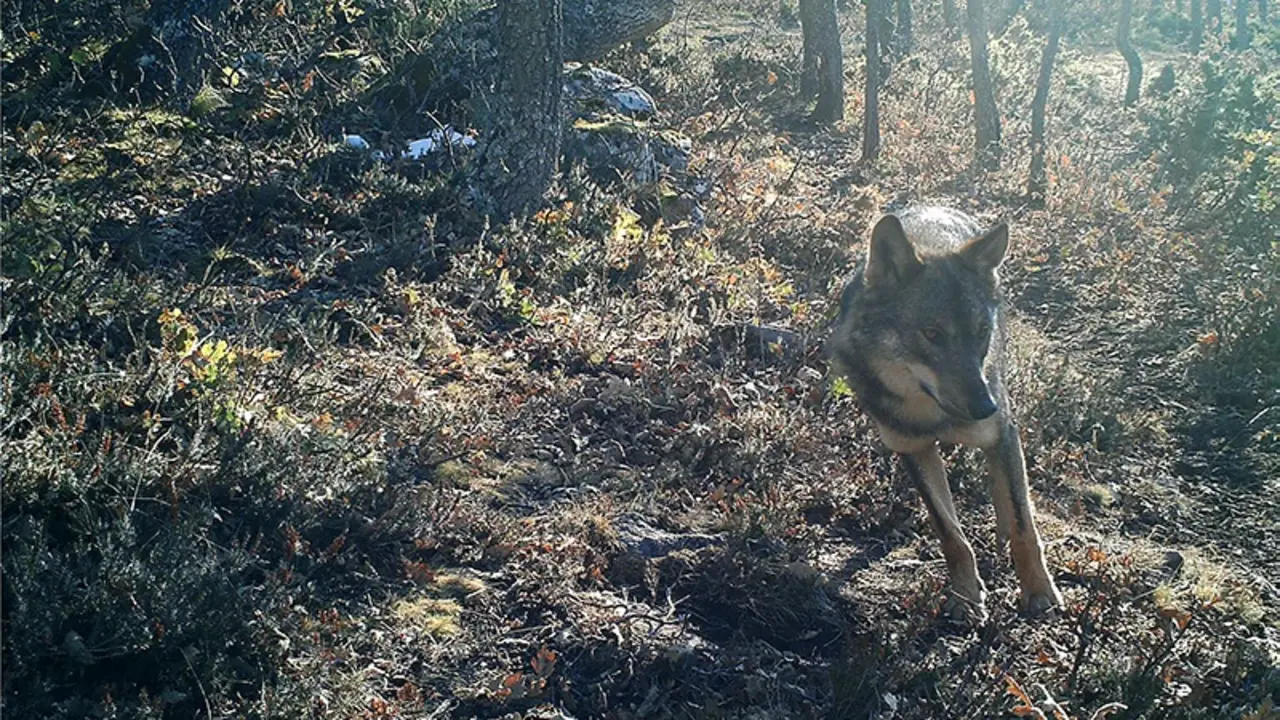 Ejemplar de lobo en Cantabria