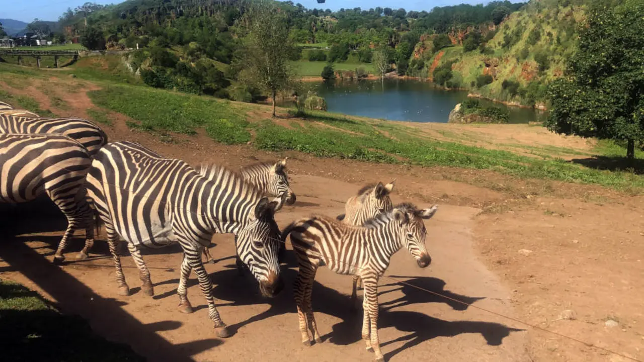 Cebras en Cabárceno