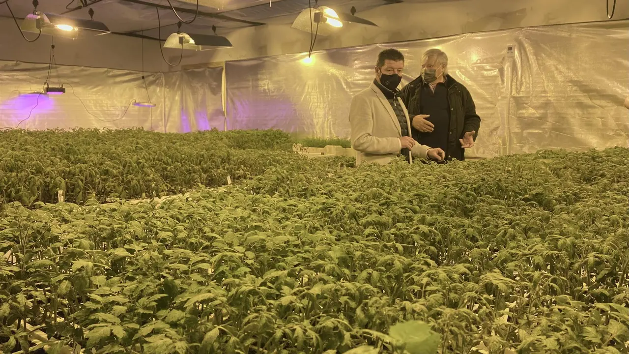 Plantas de tomate cultivadas en La Lechera 