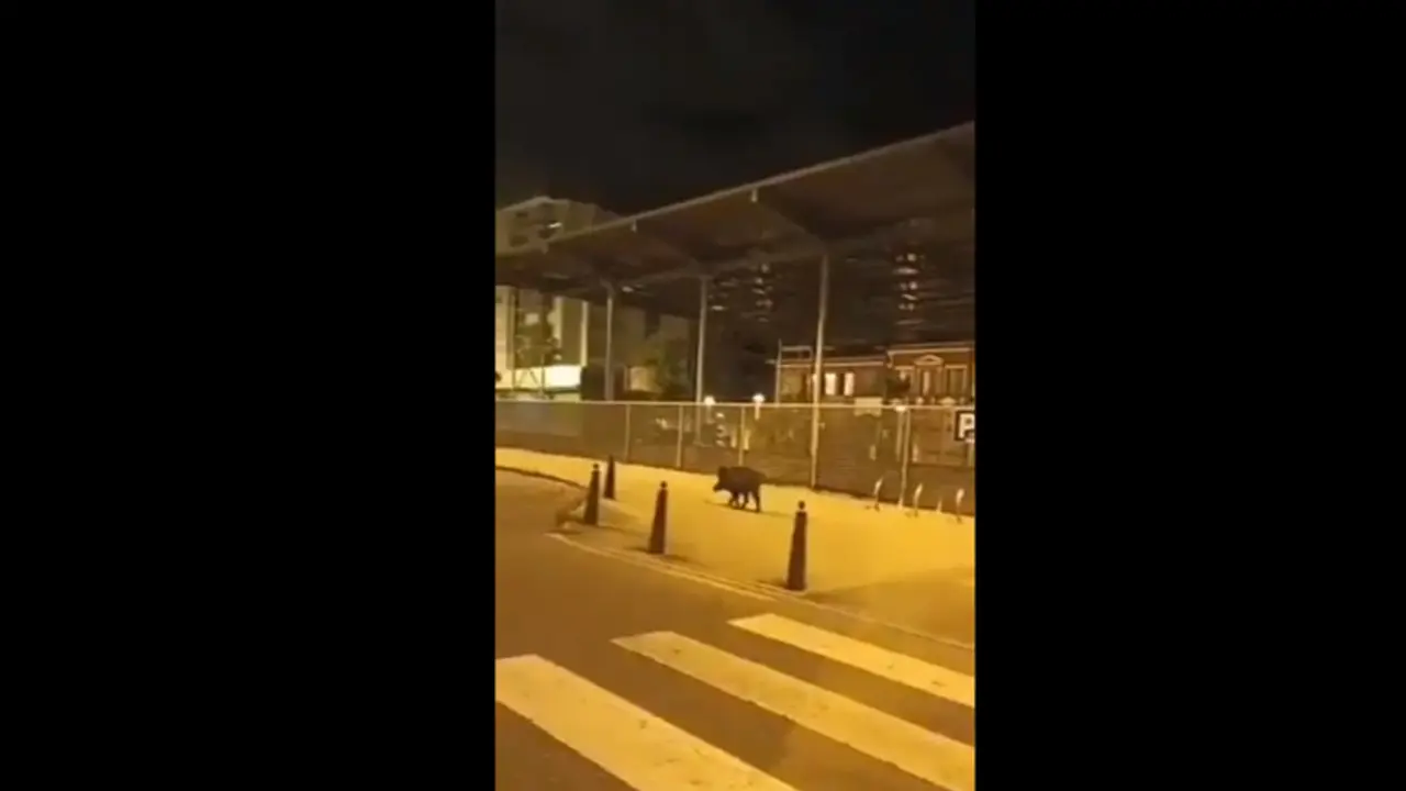 Imagen del jabalí paseando por Torrelavega