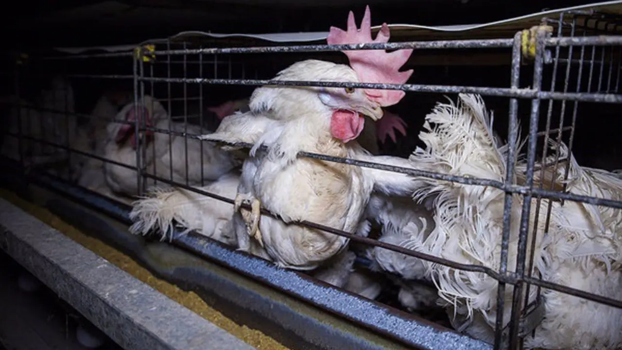 La UE quiere acabar con la cría de animales en jaulas