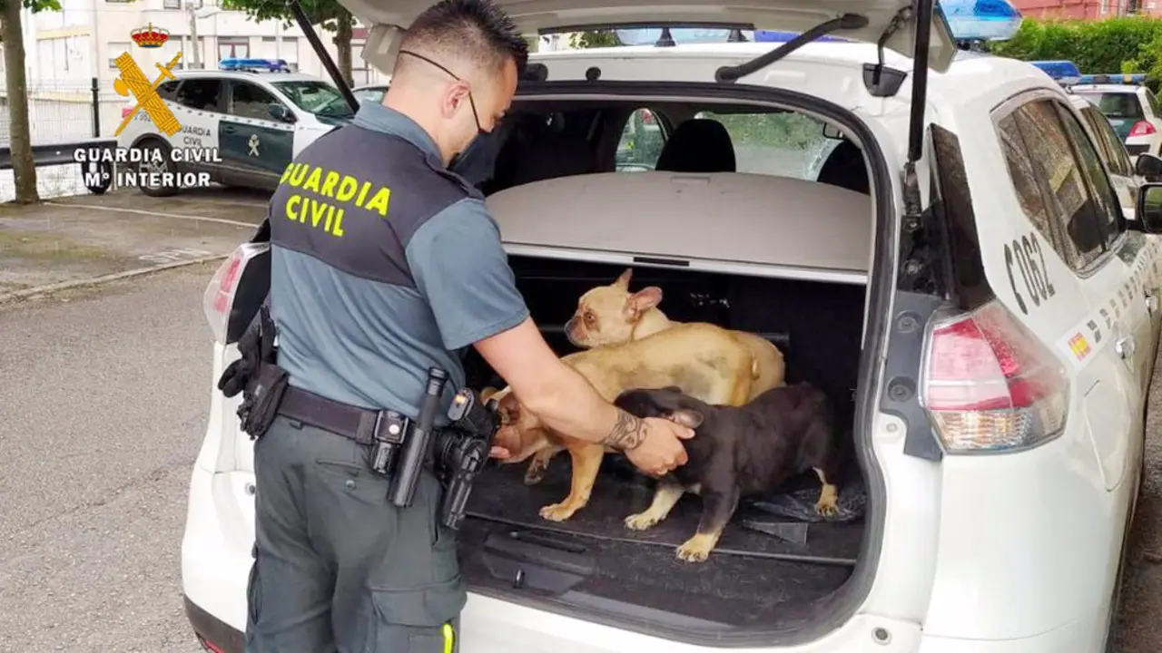 Imagen de los perros robados