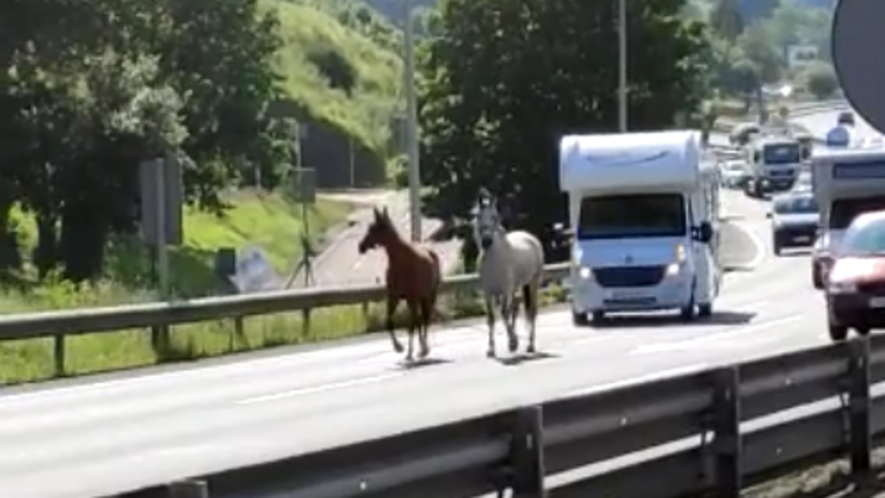 Dos caballos por la A-8 | Imagen del vídeo publicado por El Correo