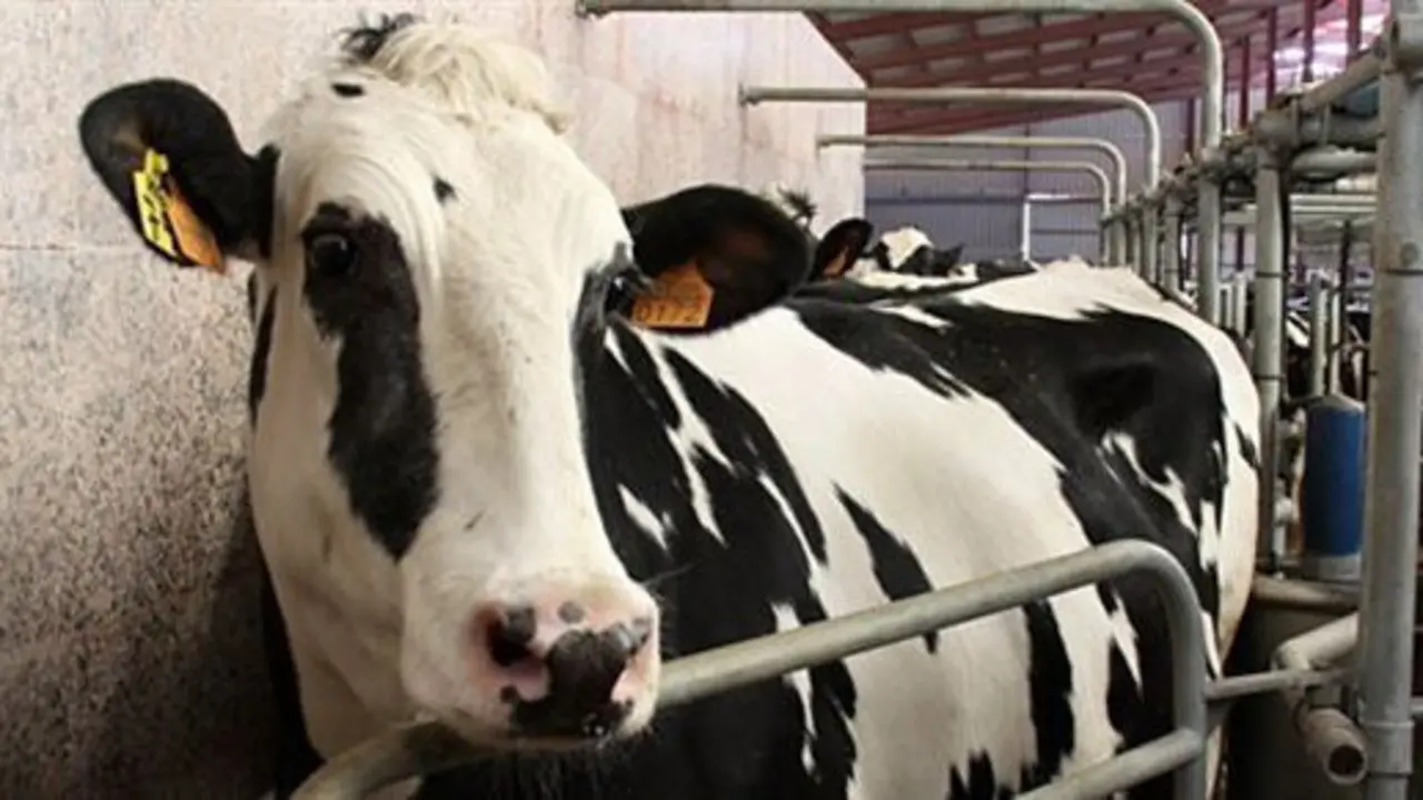 La ganadería de leche está en recesión en Cantabria