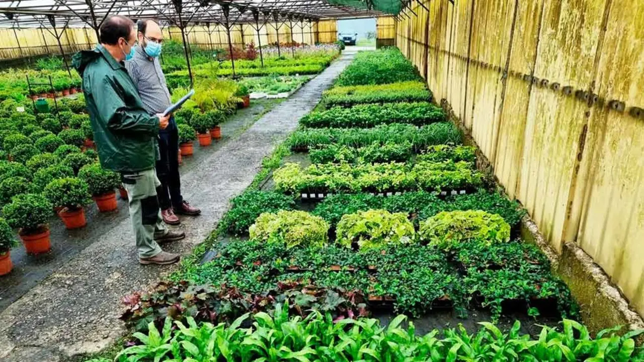 Plantas que formarán el jardín vertical junto al Teatro Concha Espina