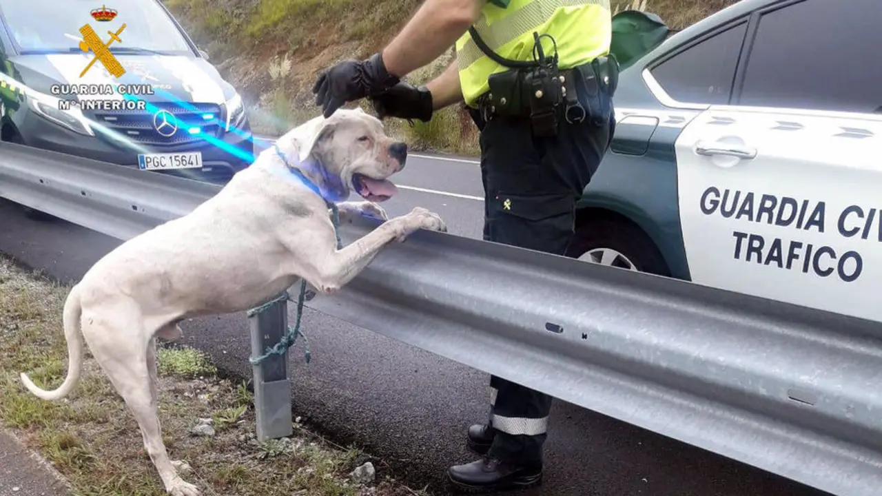 El 'dogo argentino' capturado en Pomaluengo