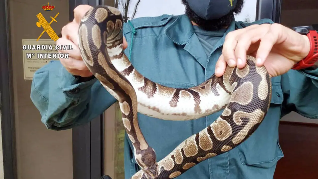 Un agente del SEPRONA sostiene la serpiente pitón