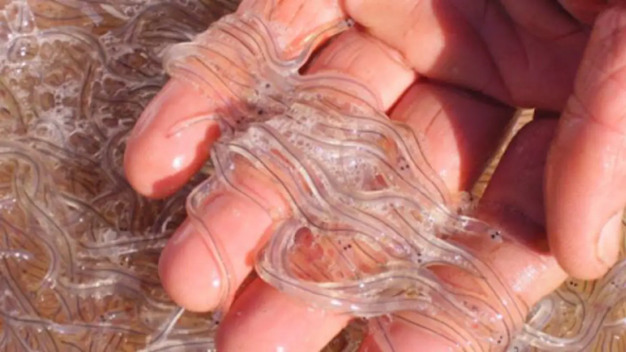 Las angulas se pescan de noche y muchas veces en condiciones adversas