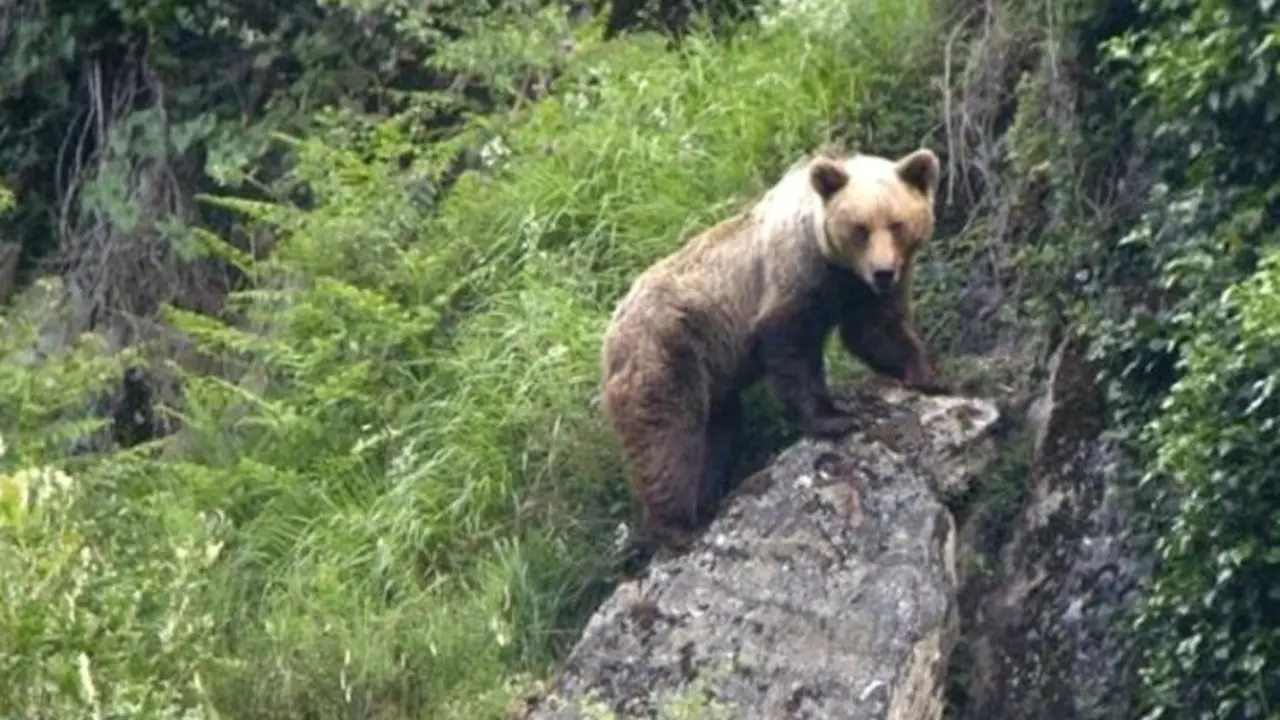 Oso pardo. Foto: Archivo