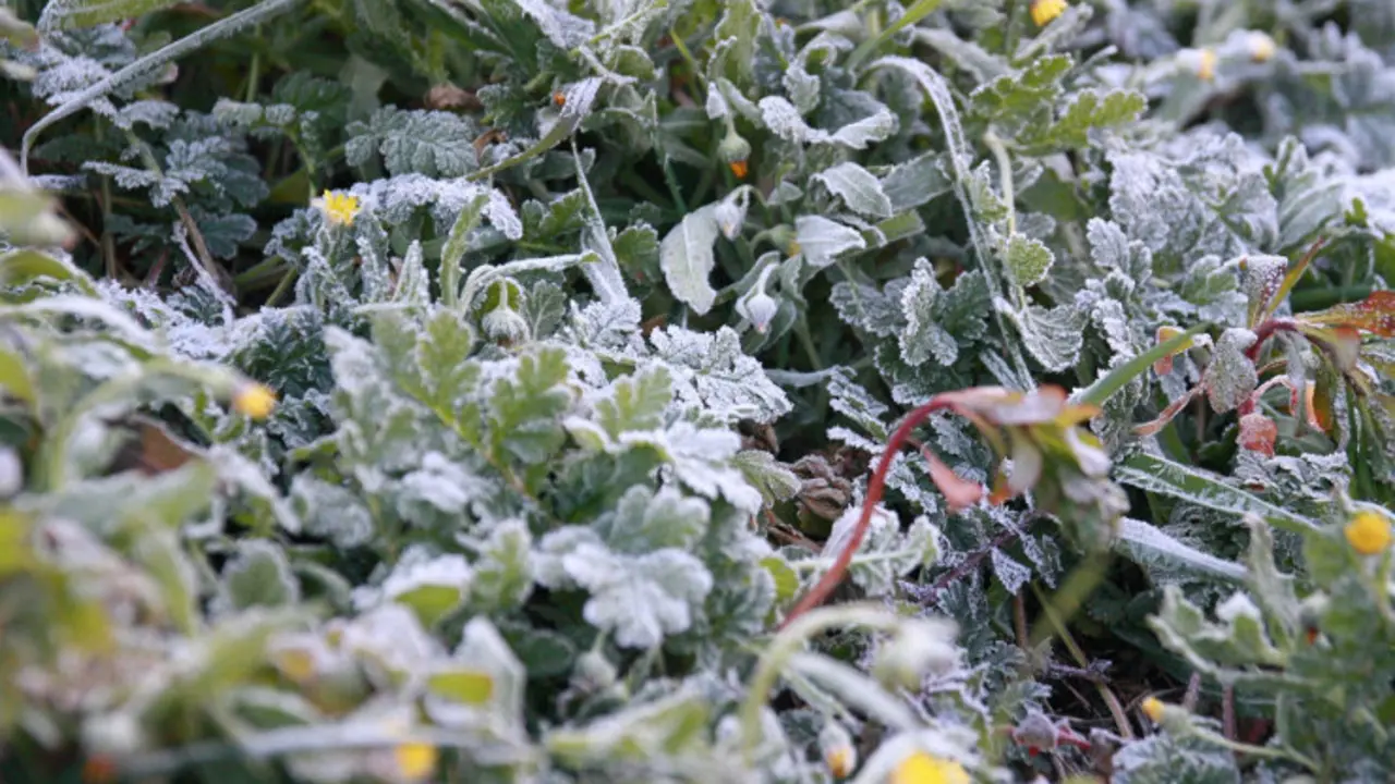 Vegetación congelada