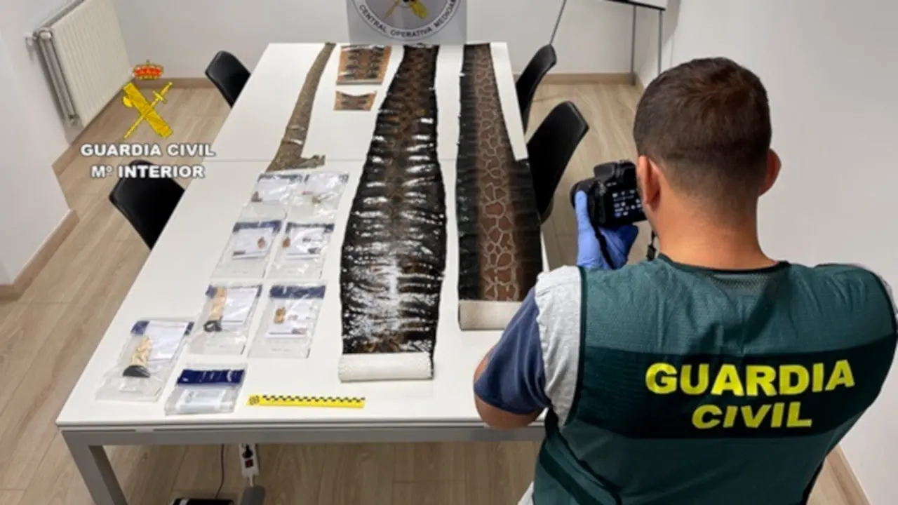 Guardia Civil recupera 100 piezas de marfil, pieles de serpientes y lagartos dispuestos para su venta ilegal en el País Vasco