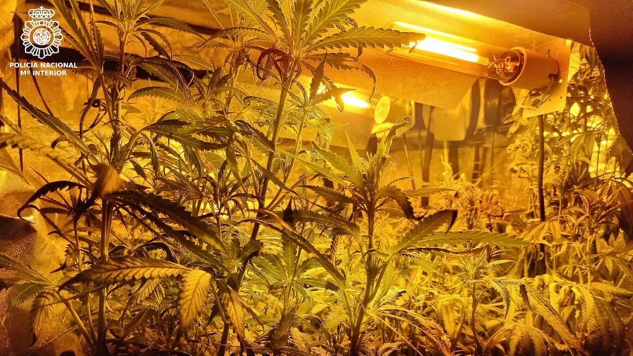 Plantación de Marihuana en La Albericia