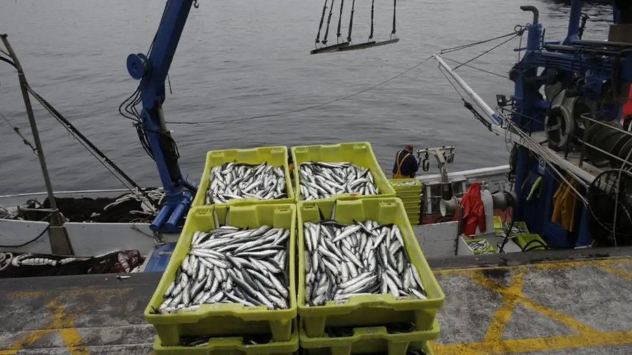 La costera de la anchoa