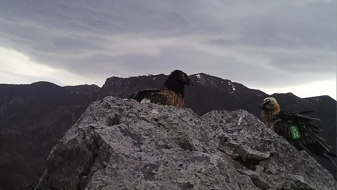 Quebrantahuesos en Picos de Europa