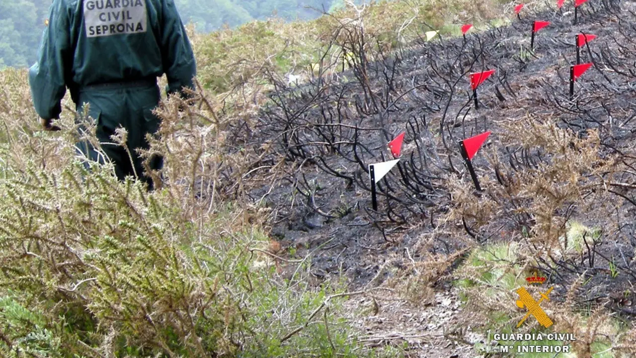 Está siendo investigado como presunto autor de un delito de incendio forestal