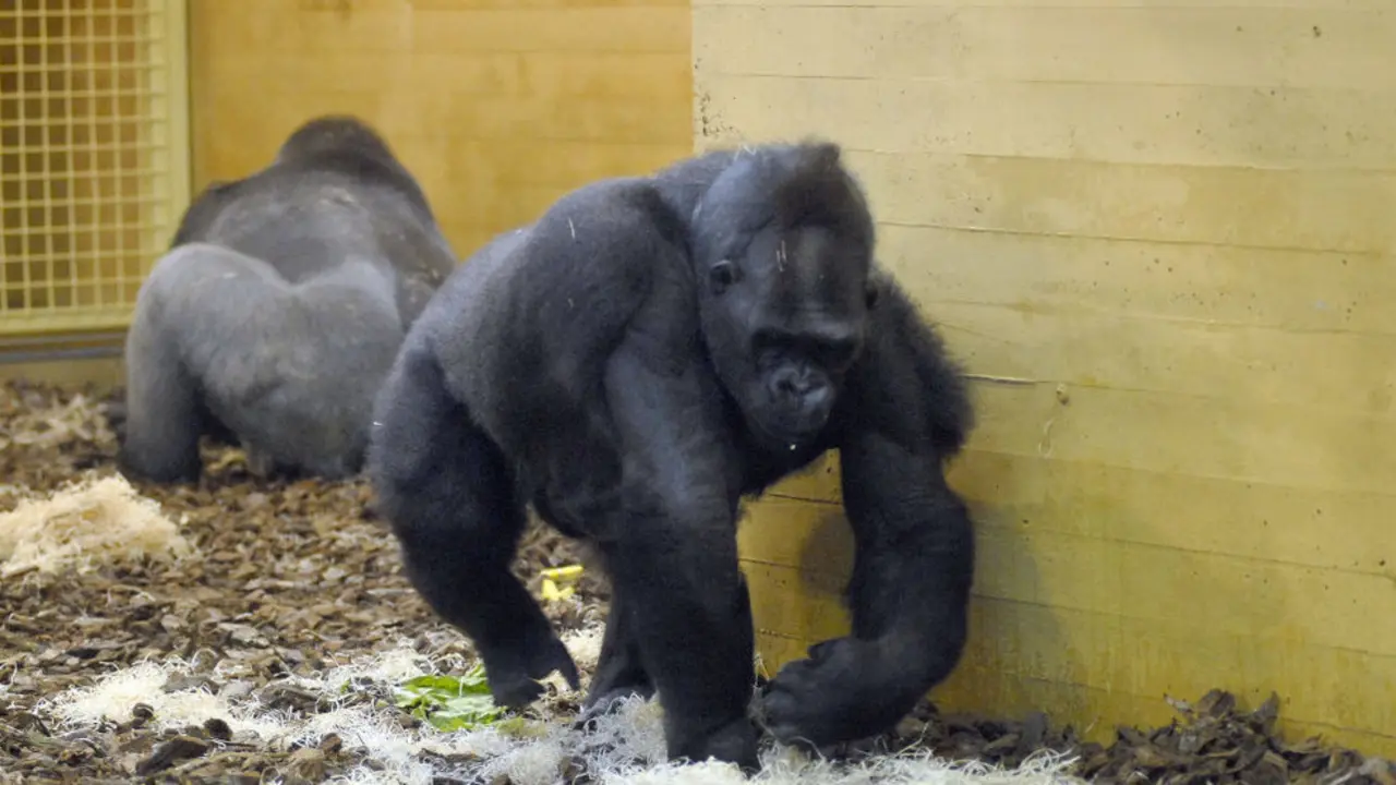 Gorilas del Parque de la Naturaleza de Cabárceno