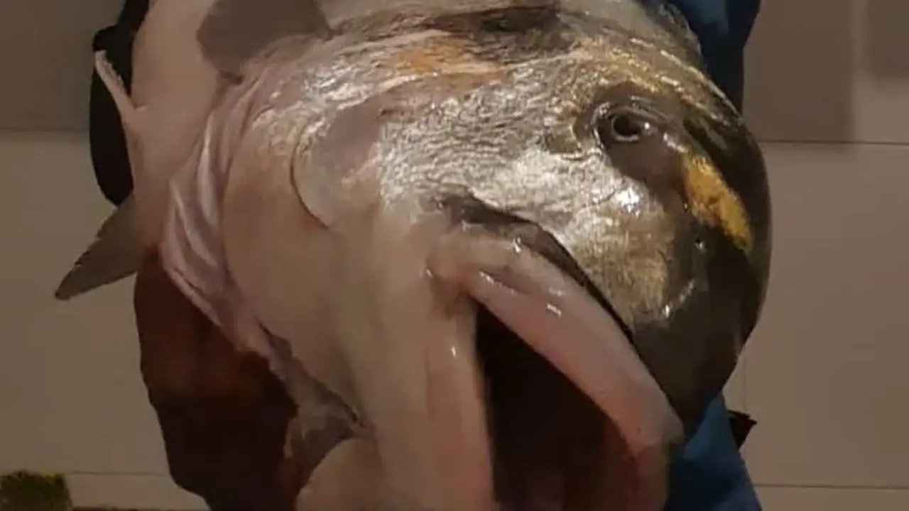 Dorada capturada en Santoña