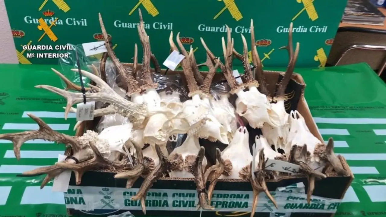 Piezas incautadas en la operación