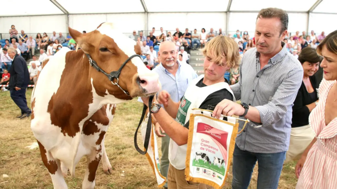 Concurso de ganado frisón de San Antonio, en Renedo